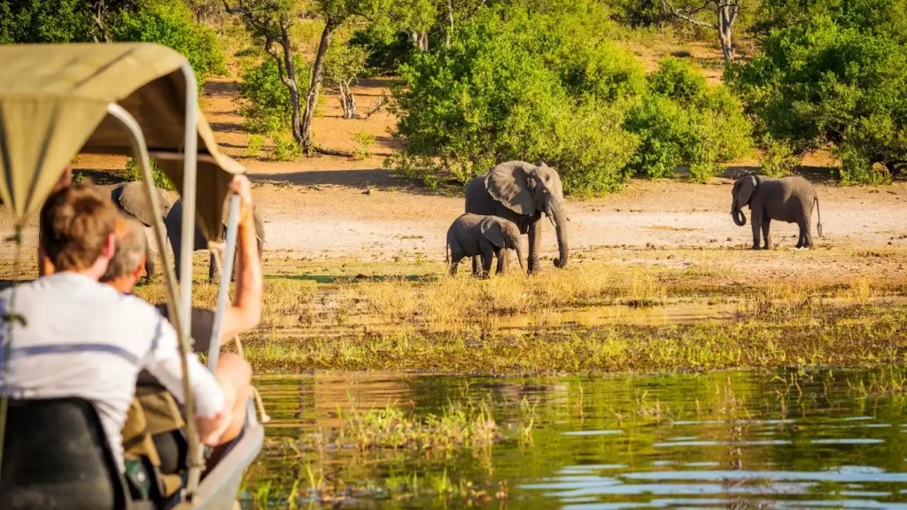 Best Time To Travel To Africa For Safari